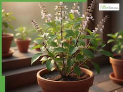 5 Easy Care Tips To Keep Your Tulsi Plant Healthy In Winter
