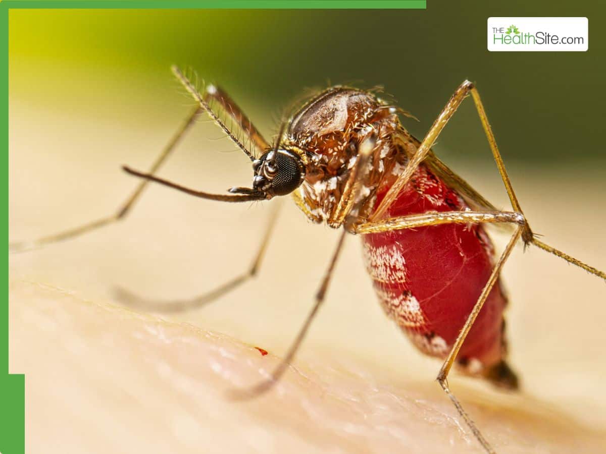 Pandemic Like Situation In US? Country Raises Level-2 Travel Advisory For Bangladesh Amid Massive Chikungunya Outbreak