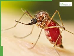 Pandemic Like Situation In US? Country Raises Level-2 Travel Advisory For Bangladesh Amid Massive Chikungunya Outbreak