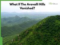 What If The Aravalli Hills Vanished? The Health Risks Of Climate Change You Need To Know
