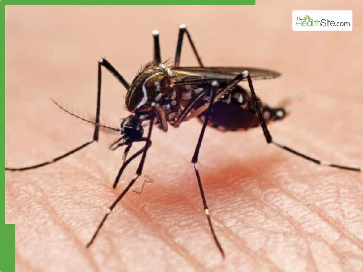 Zika Virus Makes A Shocking Comeback After 6 Years In A Top Tourist Hotspot