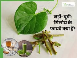 आयुर्वेद के अनुसार गिलोय है बेहद फायदेमंद, जानें इसके औषधियों गुणों के बारे में