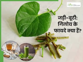 आयुर्वेद के अनुसार गिलोय है बेहद फायदेमंद, जानें इसके औषधियों गुणों के बारे में