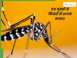 घर में रखी चीजों से भगाएं मक्खी और मच्छर, महंगे-महंगे गैजेट्स की नहीं पड़ेगी जरूरत