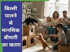घर में पाल रखी है बिल्ली, तो हो जाइए सावधान; आपको है मानसिक बीमारी का खतरा! घर में पाल रखी है बिल्ली, तो हो जाइए सावधान; आपको है मानसिक बीमारी का खतरा!