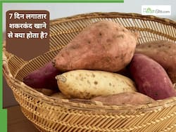 7 दिन लगातार शकरकंद खाने से क्या होता है?
