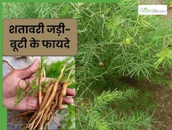 औषधीय गुणों से भरपूर होती है शतावरी, इस तरह करेंगे सेवन तो मिलेंगे कई फायदे