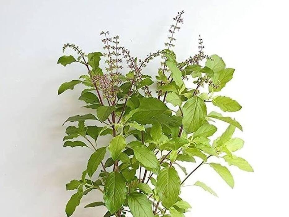 पेट की जलन को कैसे ठीक करें? 5 चीजों का सेवन आपके लिए हो सकता है फायदेमंद