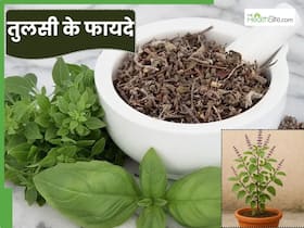 तुलसी जड़ी बूटी है 100 रोगों का इलाज, इस तरह करें डाइट में शामिल