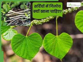 सर्दियों में क्यों खाना चाहिए गिलोय? जानें इसके औषधीय गुणों के बारे में