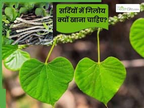 सर्दियों में क्यों खाना चाहिए गिलोय? जानें इसके औषधीय गुणों के बारे में