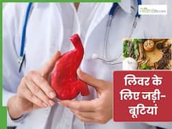 लिवर रोगियों के लिए बेस्ट हैं ये 5 जड़ी बूटियां, जरूर करें सेवन