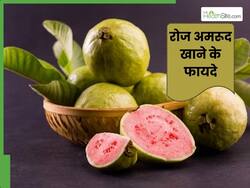 सर्दियों में रोज एक अमरूद खाने से क्या होता है? जानें इसके फायदे और सेवन का तरीका