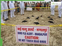 Bird Flu Alert In Bhagalpur After Mass Crow Deaths: Symptoms, Risks To Humans And Key Precautions