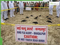 Bird Flu Alert In Bhagalpur After Mass Crow Deaths: Symptoms, Risks To Humans And Key Precautions