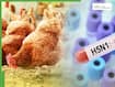 Bird Flu Alert: Is Cooking At 100°C Enough To Destroy The H5N1 Virus?