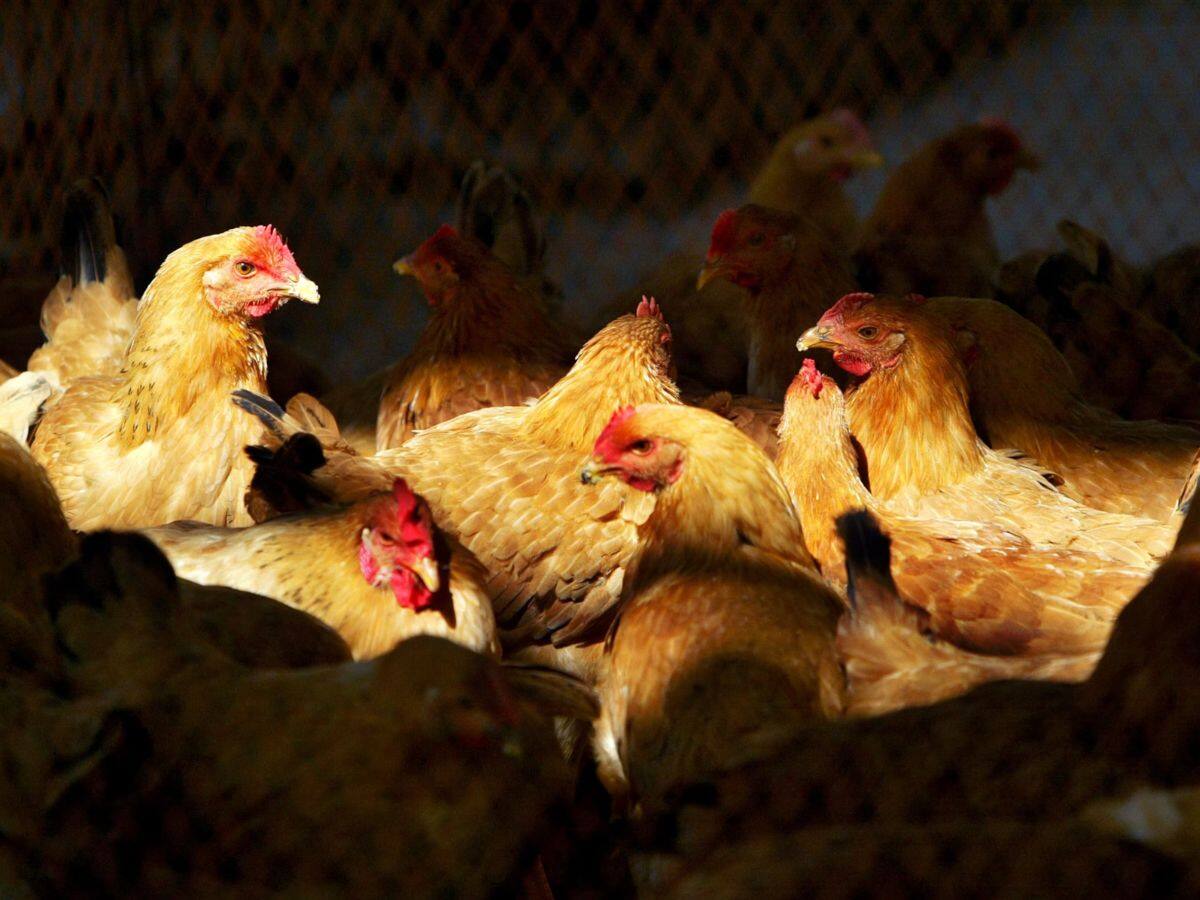 Bird Flu At The Brink: Is the World Staring at the Next Pandemic ...