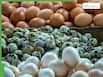 Bird Flu Outbreak In Russia: Are Eggs Still Safe To Consume? Top 5 Protein Replacements