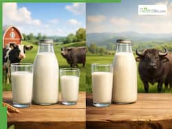 Cow Milk Vs Buffalo Milk: Which Is Better For Bone Health?
