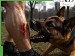 Delhi To Declare Human Rabies A Notifiable Disease: How Dangerous Is This Virus And What You Need To Know