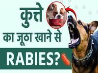 क्या कुत्ते का जूठा खाने से भी हो सकता है रेबीज?