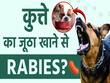 क्या कुत्ते का जूठा खाने से भी हो सकता है रेबीज?