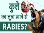 क्या कुत्ते का जूठा खाने से भी हो सकता है रेबीज?