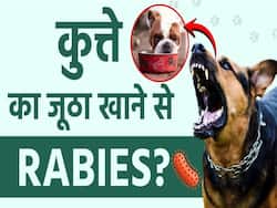 क्या कुत्ते का जूठा खाने से भी हो सकता है रेबीज?