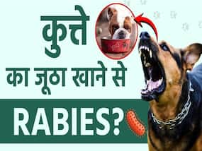 क्या कुत्ते का जूठा खाने से भी हो सकता है रेबीज?