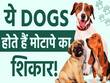 ये हैं वो डॉग्स जो होते हैं जल्दी मोटापे का शिकार! जानें कंट्रोल करने का तरीका?