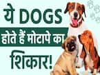 ये हैं वो डॉग्स जो होते हैं जल्दी मोटापे का शिकार! जानें कंट्रोल करने का तरीका?