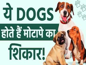 ये हैं वो डॉग्स जो होते हैं जल्दी मोटापे का शिकार! जानें कंट्रोल करने का तरीका?