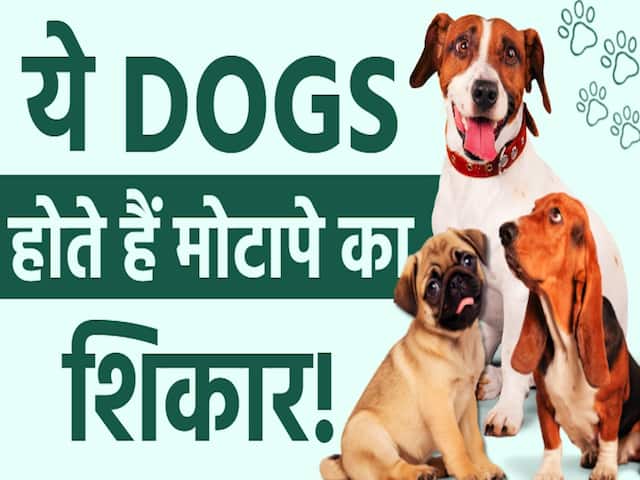 ये हैं वो डॉग्स जो होते हैं जल्दी मोटापे का शिकार! जानें कंट्रोल करने का तरीका?