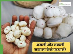 असली और नकली मखाने की पहचान कैसे करें? बाजार में मिल रहा ये मखाना है सेहत के लिए हानिकारक