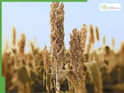 Jowar Health Benefits: 6 Reasons Sorghum Is Making A Big Comeback