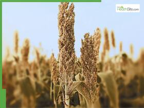 Jowar Health Benefits: 6 Reasons Sorghum Is Making A Big Comeback Jowar Health Benefits: 6 Reasons Sorghum Is Making A Big Comeback