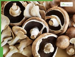 Mushrooms Are More Than a Garnish   Here   s Why They   re Good For You