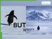 Nihilist Penguin Viral Video Explained: Why a Lost Penguin Is Becoming a Mental Health Metaphor for Loneliness and Burnout