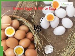 What Most People Get Wrong About White Vs Brown Eggs