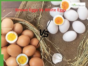 What Most People Get Wrong About White Vs Brown Eggs What Most People Get Wrong About White Vs Brown Eggs