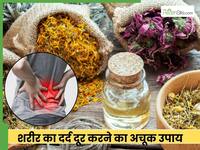 ये 5 जड़ी बूटियां दूर करती हैं शरीर का दर्द, आज से शुरू करें सेवन