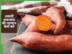 सावधान! शकरकंद को चमकाने के लिए हो रहा है खतरनाक केमिकल का इस्तेमाल, ऐसे करें घर पर पहचान