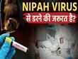 निपाह वायरस कितना खतरनाक है? जानें लक्षण और बचाव का तरीका!