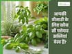 डायबिटीज में कौन सा साग खाना चाहिए? जानें, आपकी बीमारी के लिए कौन सी पत्तेदार सब्जियां है बेस्ट