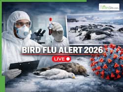 Bird Flu Alert 2026 LIVE Updates: Deadly New H5N1 Virus Strain Capable Of Killing 100% Infected Fauna In Antarctica Detected | Key Highlights