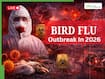 Bird Flu Outbreak 2026 LIVE Updates: H5N1 Virus Ravages Antarctic Wildlife, Scientists Warn of Possible Human Pandemic