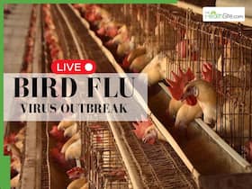 Bird Flu Outbreak Alert LIVE Updates: Bihar On High Alert After Record Breaking Crow Deaths In Patna, H5N1 Cases Suspected, Containment Intensified Bird Flu Outbreak Alert LIVE Updates: Bihar On High Alert After Record Breaking Crow Deaths In Patna, H5N1 Cases Suspected, Containment Intensified