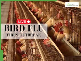 Bird Flu Outbreak Alert LIVE Updates: Bihar On High Alert After Record Breaking Crow Deaths In Patna, H5N1 Cases Suspected, Containment Intensified