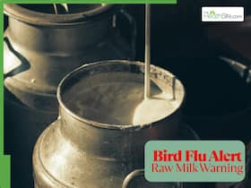 Bird Flu Alert: Why Raw Milk Drinkers Should Be Extra Cautious Bird Flu Alert: Why Raw Milk Drinkers Should Be Extra Cautious