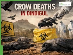 Crow Deaths in Dindigul: Are Dead Birds a Warning Sign of Bird Flu? What Residents Must Know